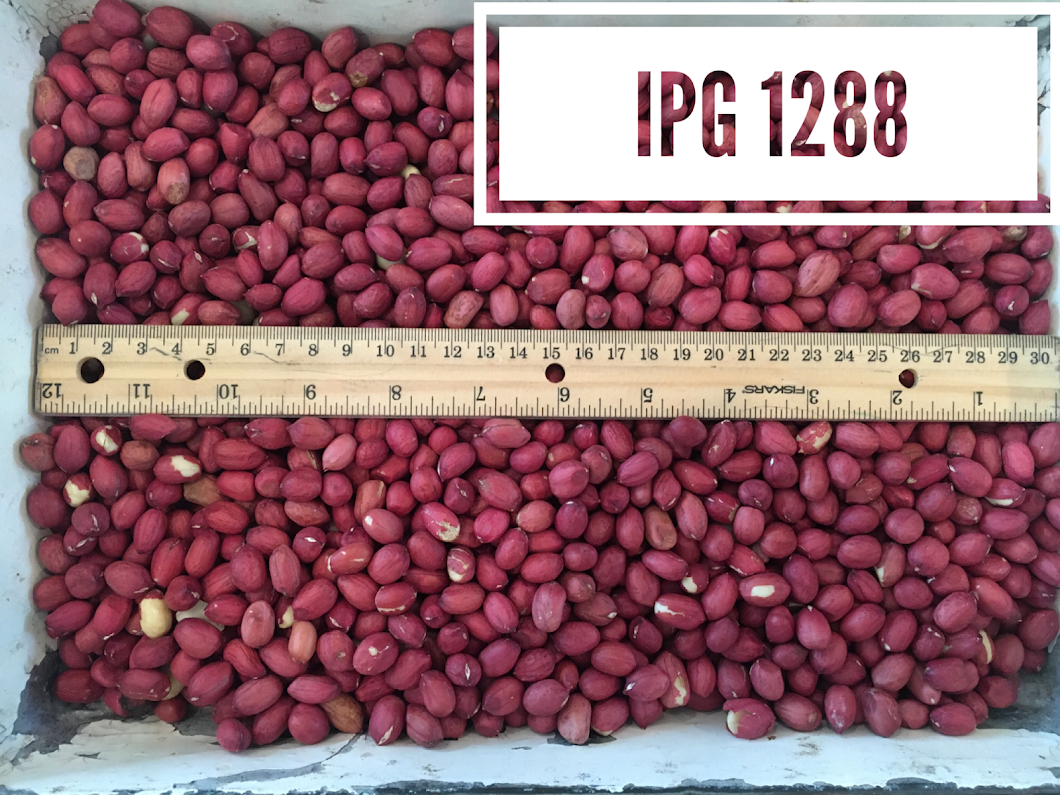 PEANUT様 Samurai Japanese Style Asian Peanut - 1.3 oz Each Bag (25 in